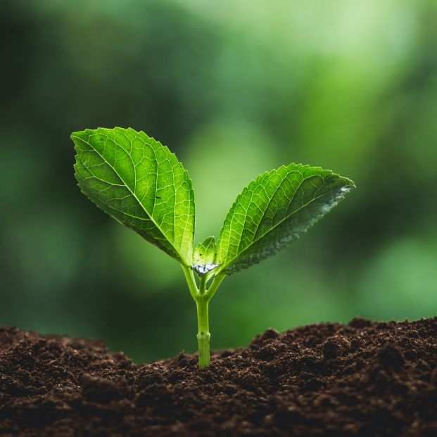 como plantar un arbol