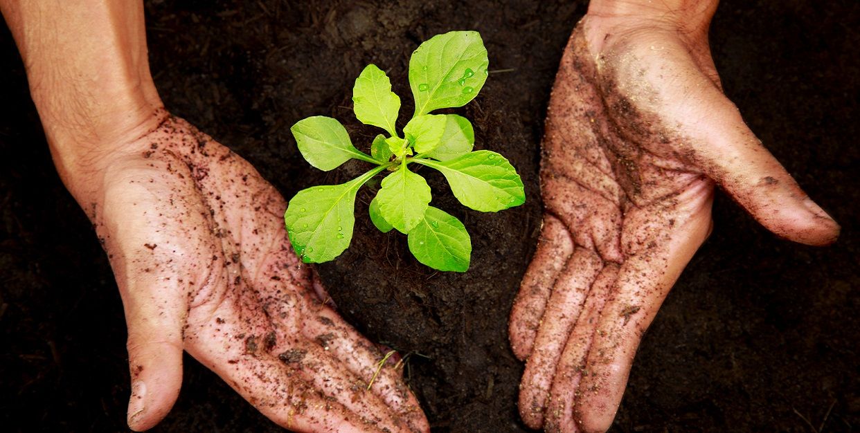 Debes plantar un árbol, una vez en la vida