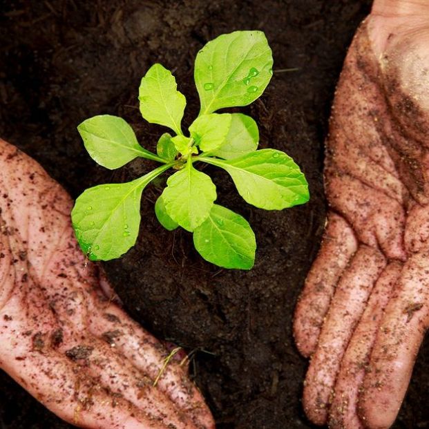 Plantar un árbol