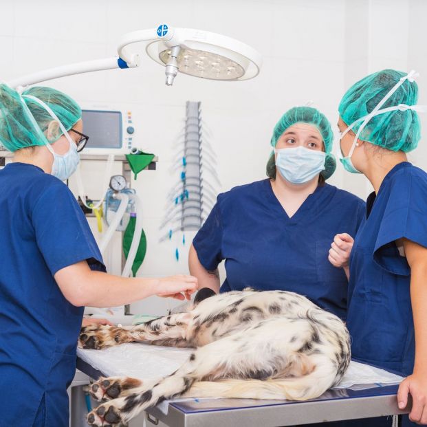 esterilización mascotas