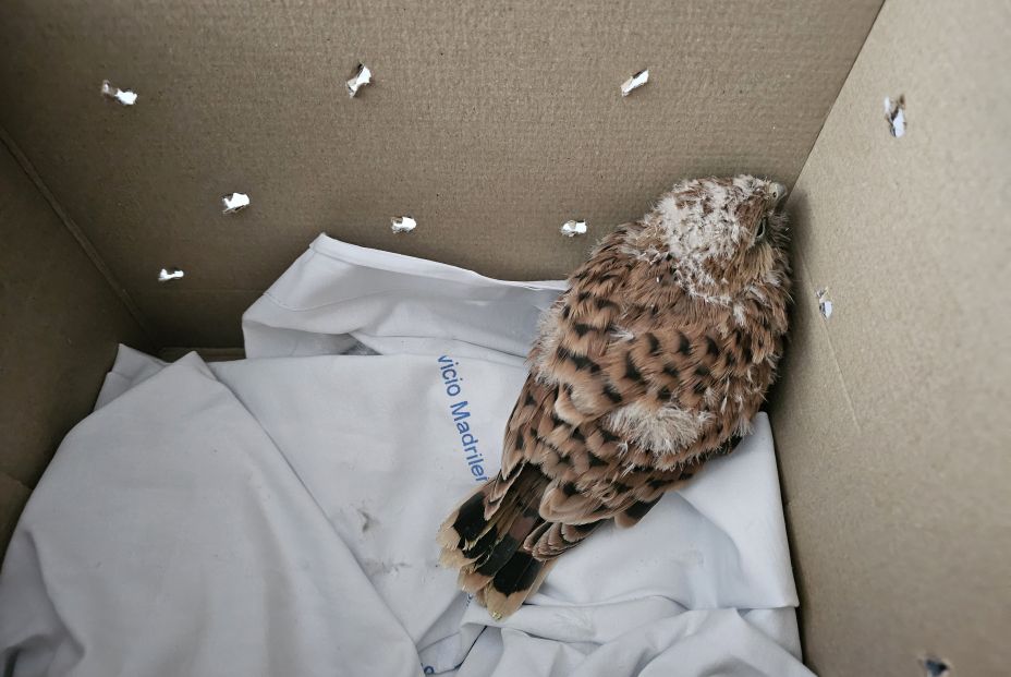 Halcones peregrinos, los curiosos pacientes que ha acogido el Hospital 12 de Octubre de Madrid