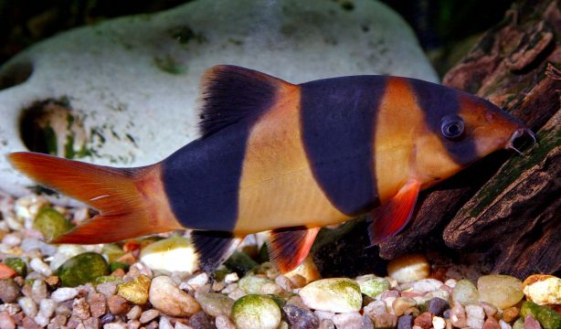 Nueva teoría sobre cómo obtienen los animales sus rayas y manchas