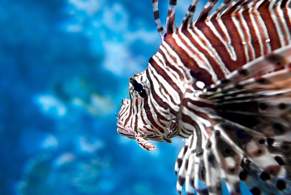 Un nuevo estudio explica cómo los peces tropicales consiguen sus rayas y manchas de colores