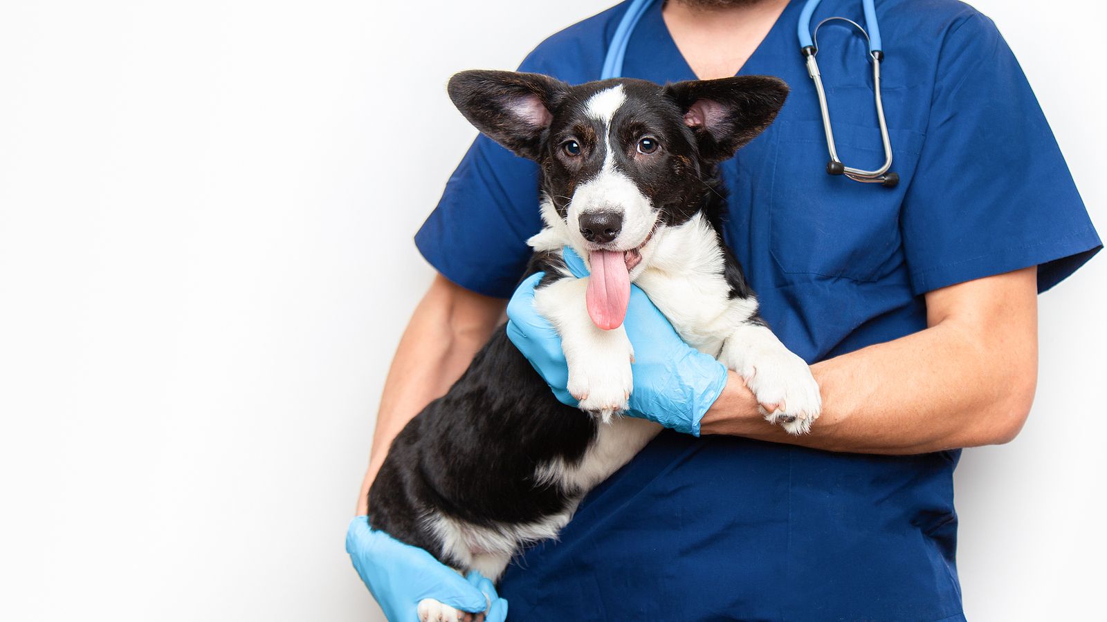 ¿Quién puede solicitar la nueva ayuda de veterinario gratuito para mascotas?