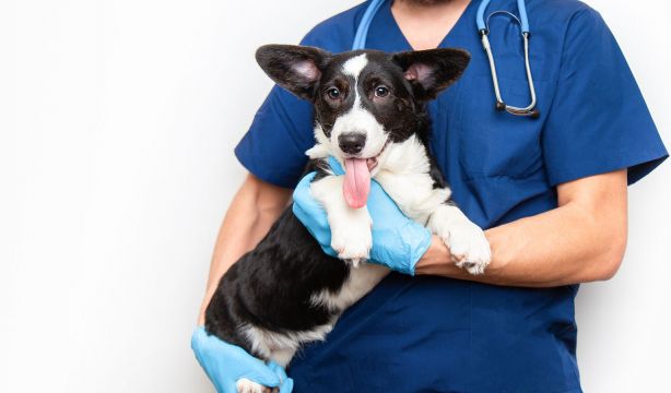 PRESVET reduce un 18% las prescripciones innecesarias de antibióticos en mascotas