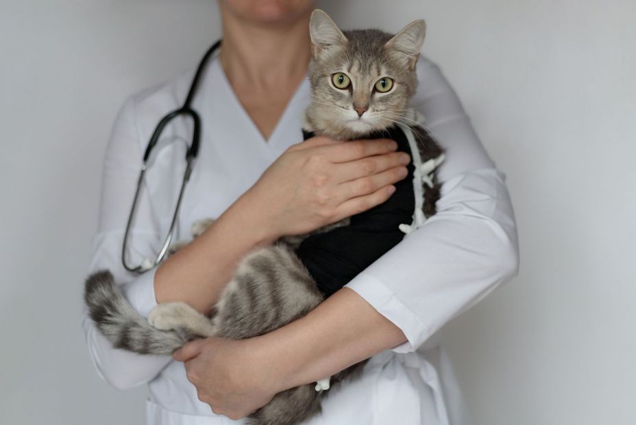 ¿Qué requisitos necesitas para optar por un veterinario gratuito?