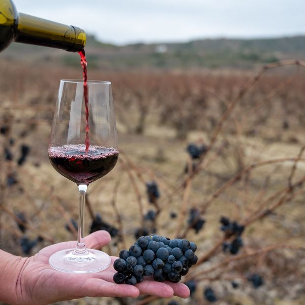 Los mejores vinos tintos crianza por menos de 8 euros, según la OCU