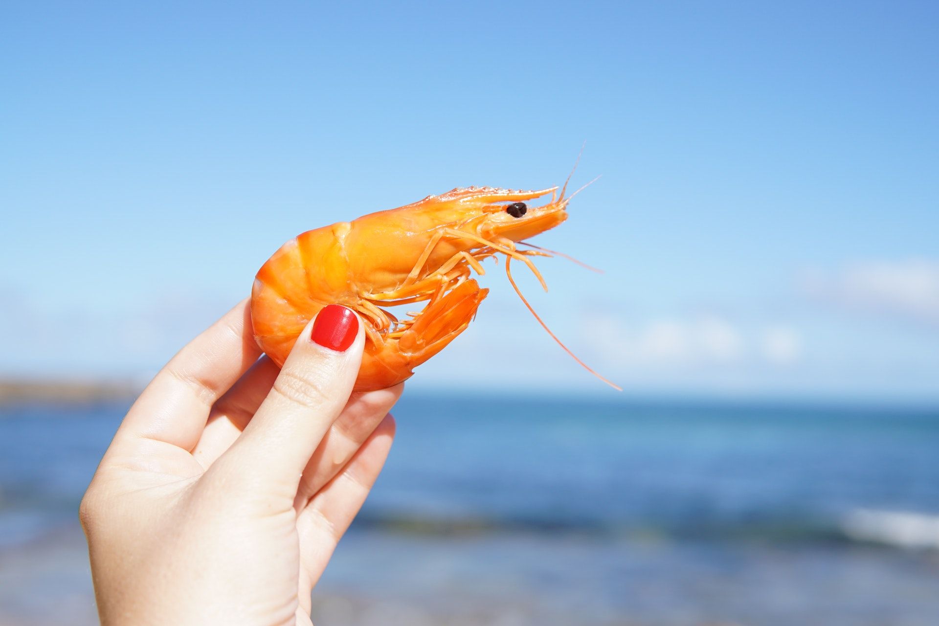 Por qué no debes chupar la cabeza de las gambas