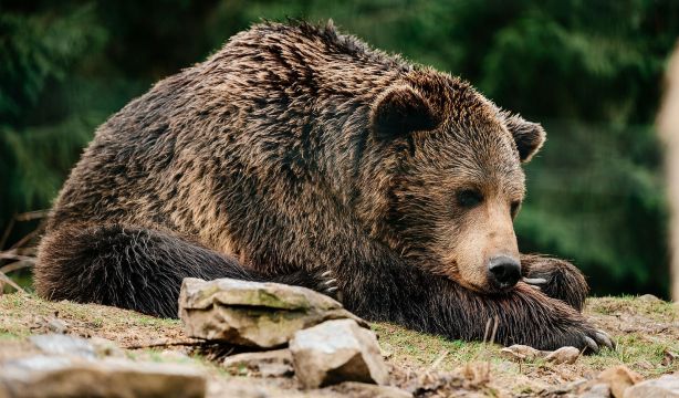 ¿Cómo sobreviven los osos sin comer durante meses? Un estudio explica su proceso de hibernación
