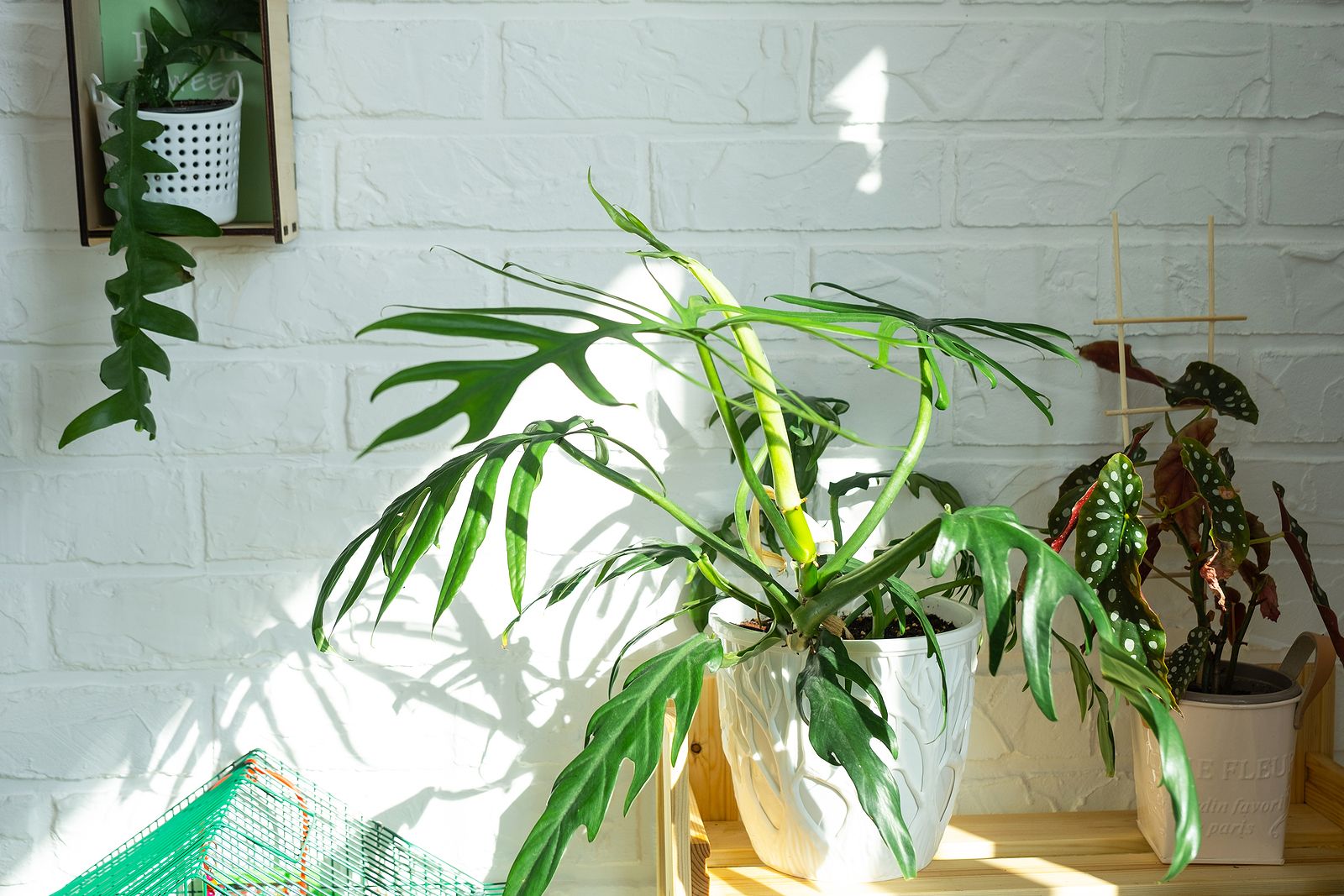 Descubren cómo saben las plantas de dónde viene la luz