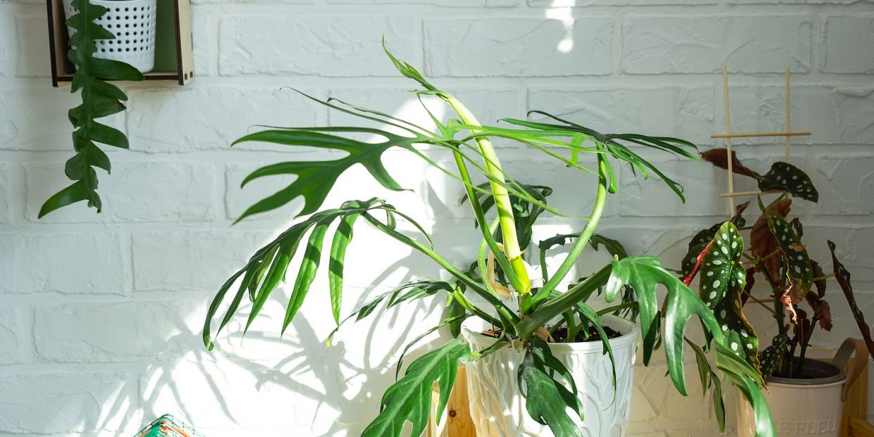 They discover how plants know where light comes from