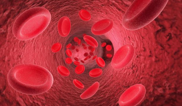 Descubren la proteína "clave" en el crecimiento de los vasos sanguíneos