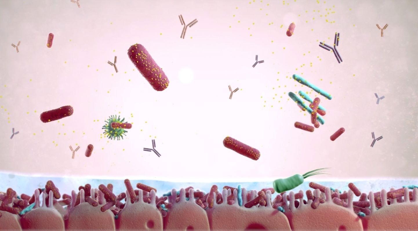 El 'Lactobacillus', una bacteria que puede prevenir y tratar la ansiedad y la depresión
