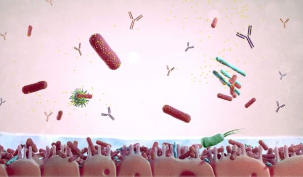 El 'Lactobacillus', una bacteria que puede prevenir y tratar la ansiedad y la depresión