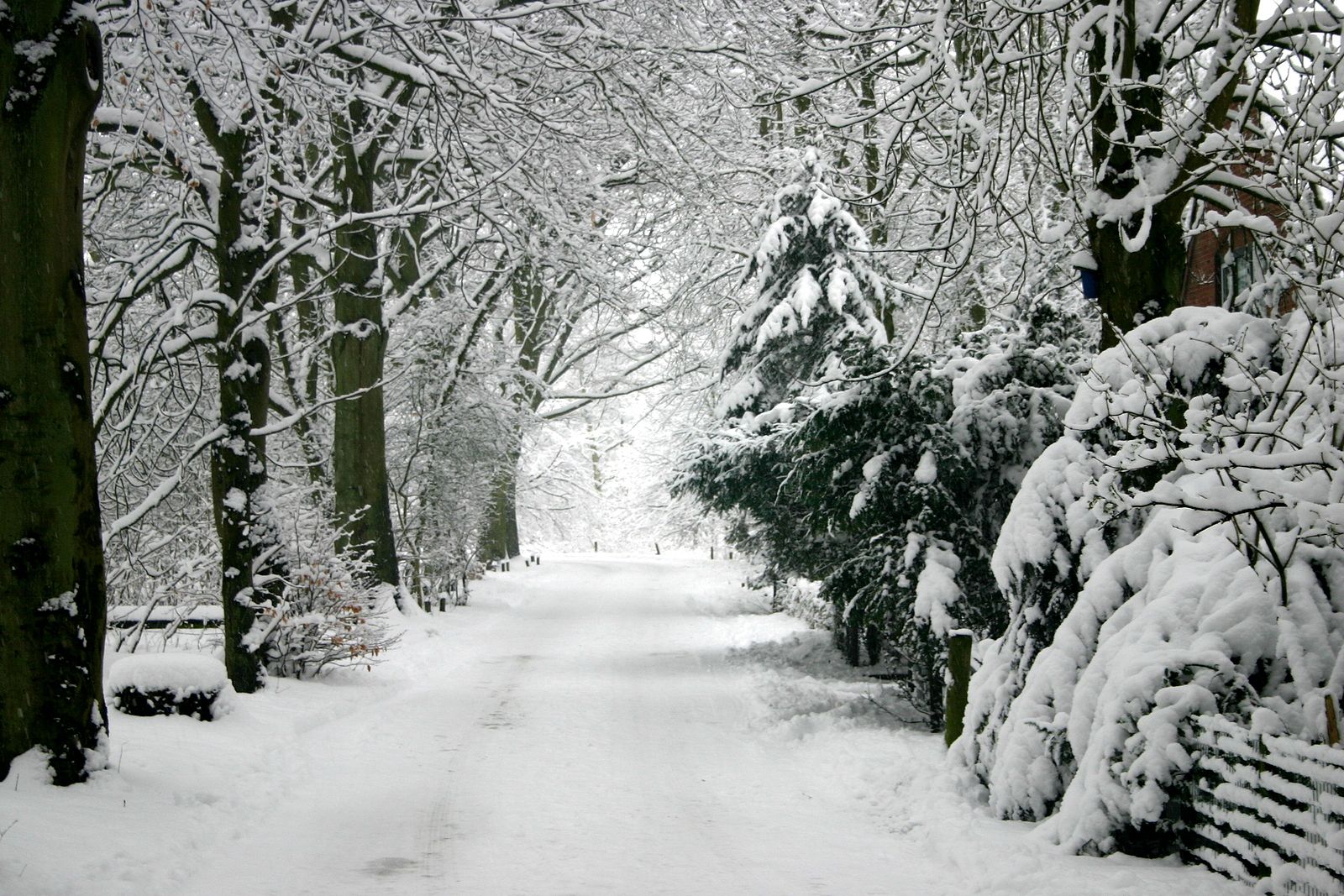 Descubren cómo capturar ADN de huellas en nieve