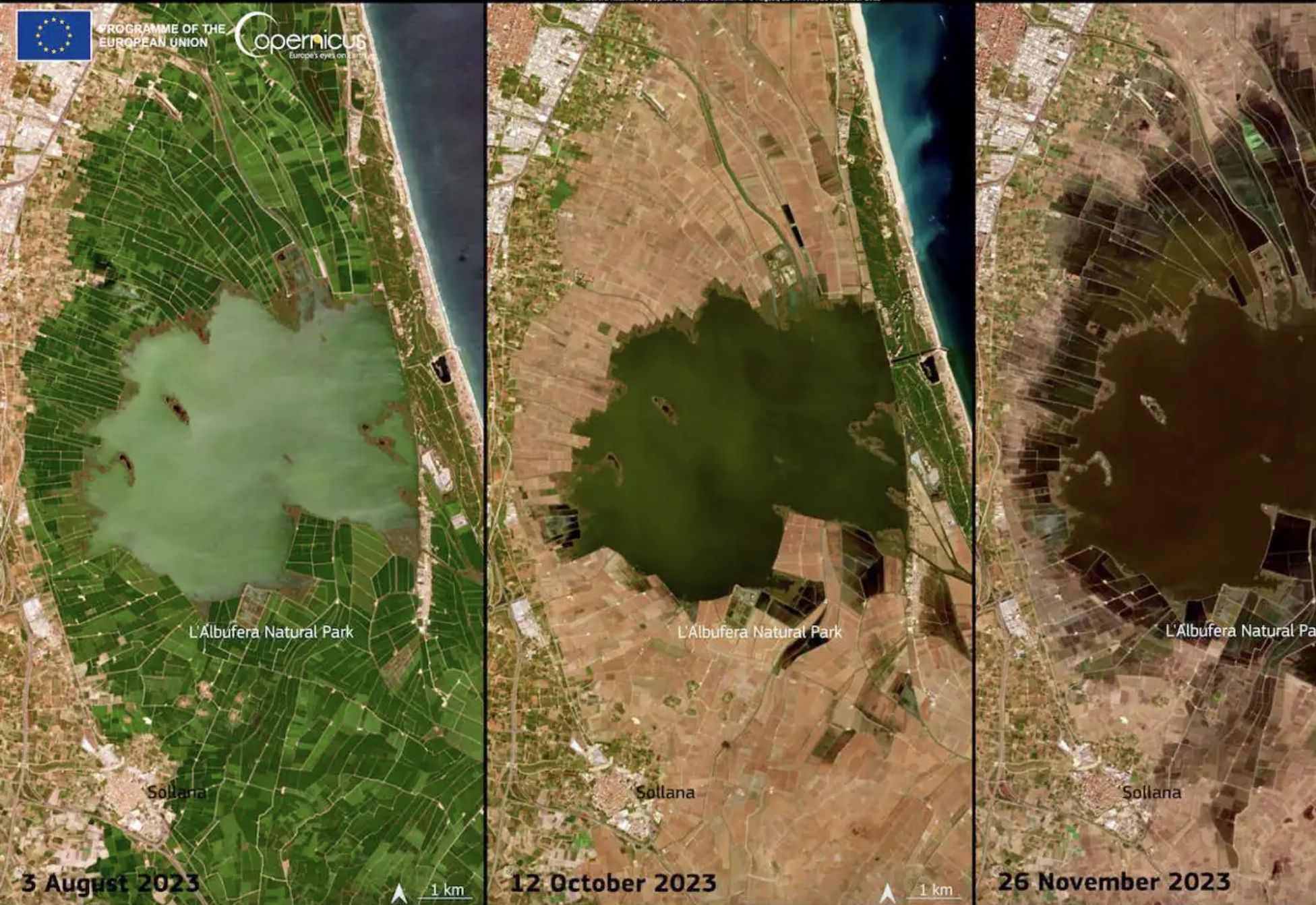 ¿Por qué se han teñido de color chocolate las aguas de la Albufera?