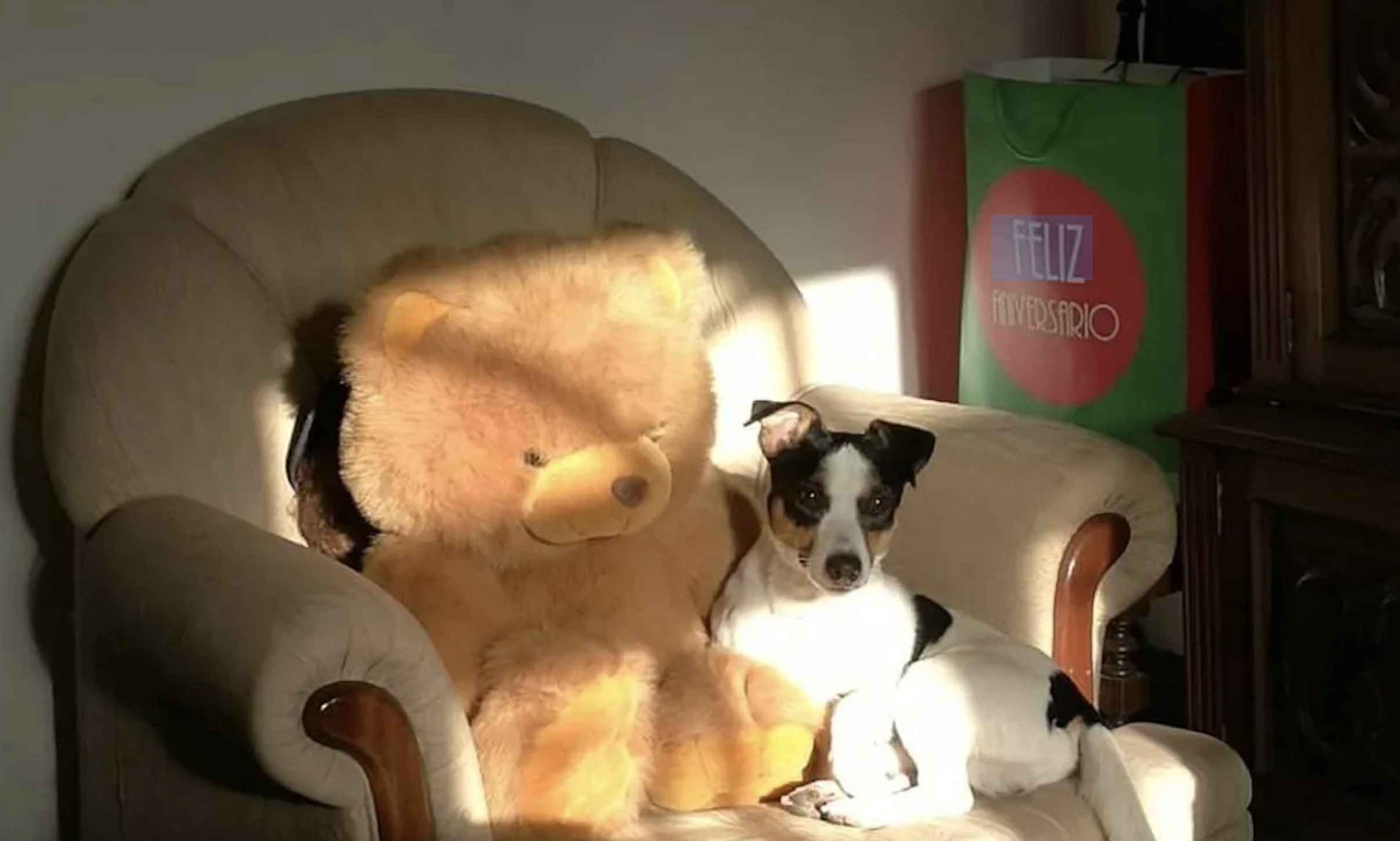Ofrece mil euros de recompensa por encontrar a su perro ‘Zorro’: "Lo es todo para mí" Ofrece mil euros de recompensa por encontrar a su perro ‘Zorro’: "Lo es todo para mí"