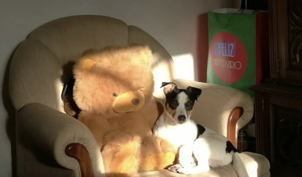 Ofrece mil euros de recompensa por encontrar a su perro ‘Zorro’: "Lo es todo para mí"