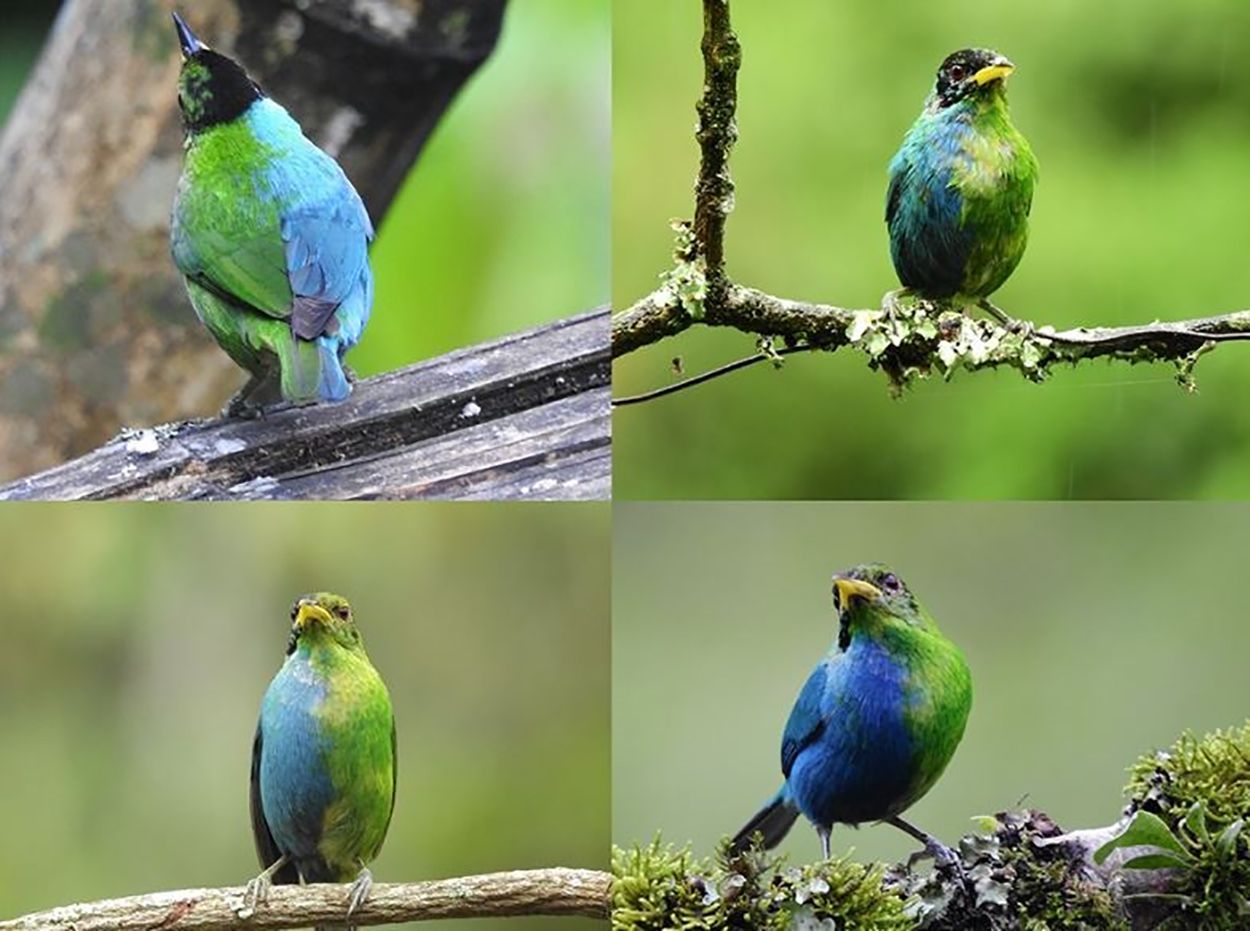 EuropaPress 5632868 mielero verde ginandromorfo bilateral cerca manizales colombia mayo 2022