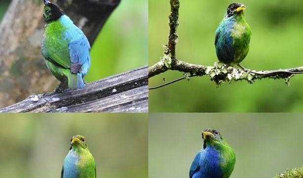 EuropaPress 5632868 mielero verde ginandromorfo bilateral cerca manizales colombia mayo 2022