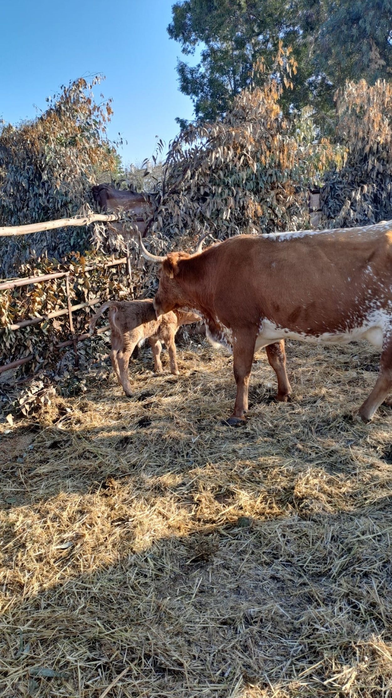 Una vaca da a luz en pleno Belén Viviente en El Rocío: "Ha sido conmovedor"