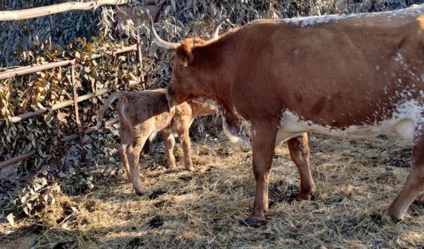 Una vaca da a luz en pleno Belén Viviente en El Rocío: "Ha sido conmovedor"