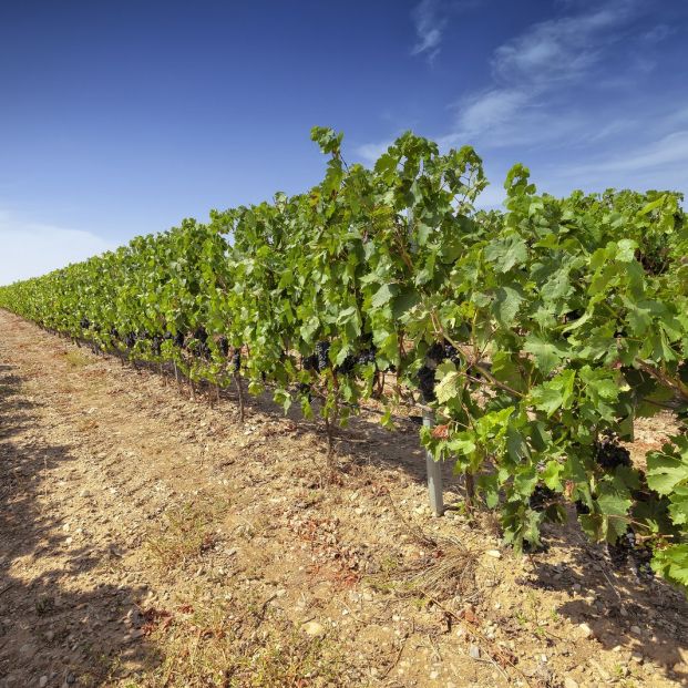 De bodega en bodega para conocer la localidad de Haro