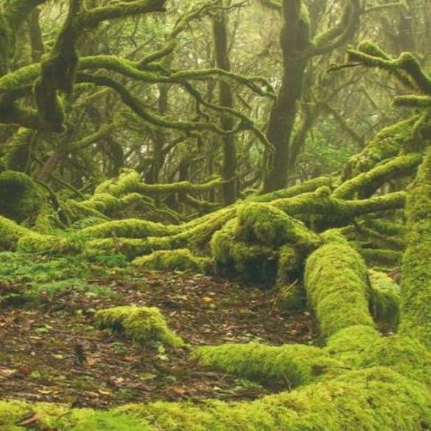 Parque Nacional de Garajonay (http://www.gobiernodecanarias.org/parquesnacionalesdecanarias/es/index.html)