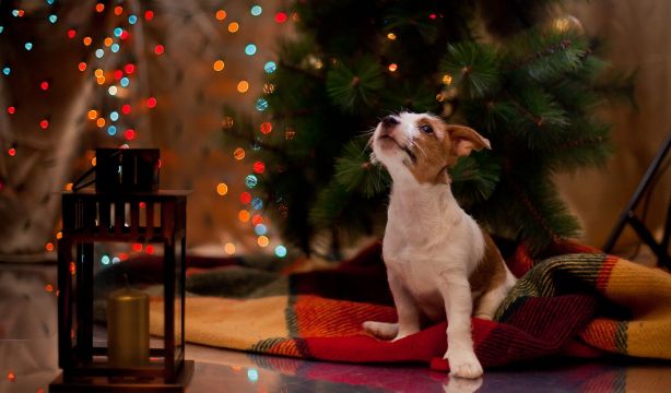 Los veterinarios piden no regalar un animal en Navidad si se ignoran las obligaciones 
