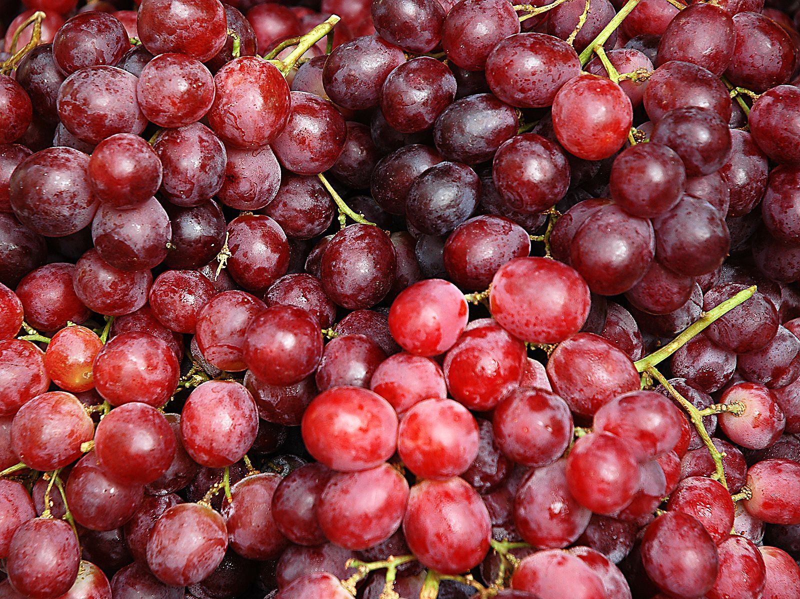 Las uvas rojas contribuyen a la prevención del cáncer y otras enfermedades crónicas