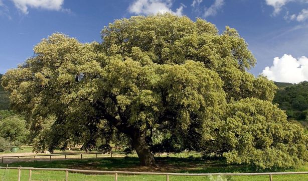 El árbol más bonito de España