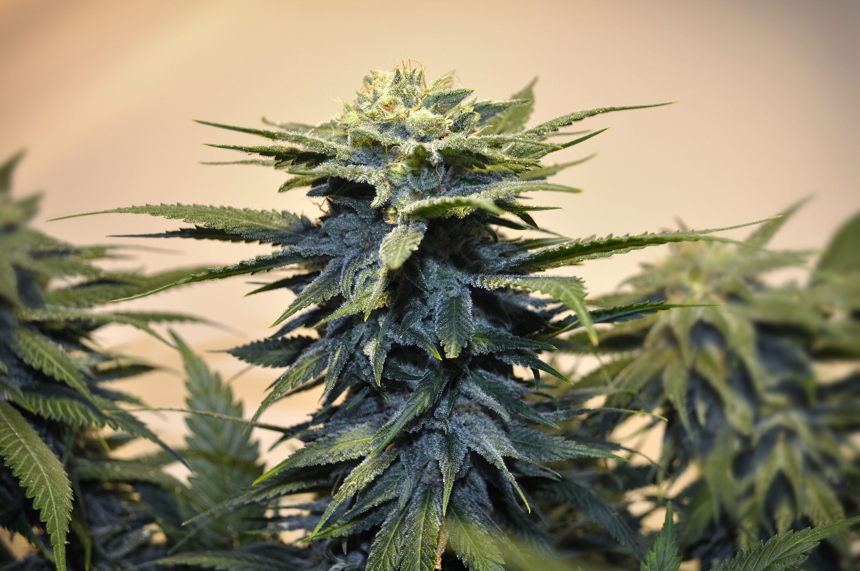 Sanidad sacará "próximamente" una regulación para el cannabis medicinal