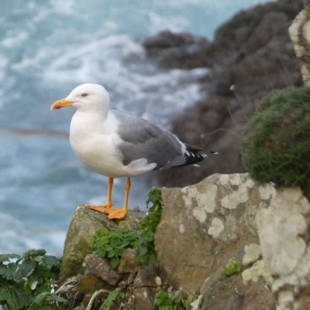 Gaviota patiamarilla (Europa Press)