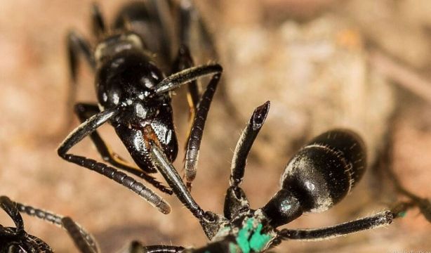Hay hormigas que producen antibióticos para heridas infectadas