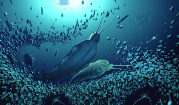 Encuentran fósiles de unos gusanos depredadores 'gigantes' desconocidos hasta ahora