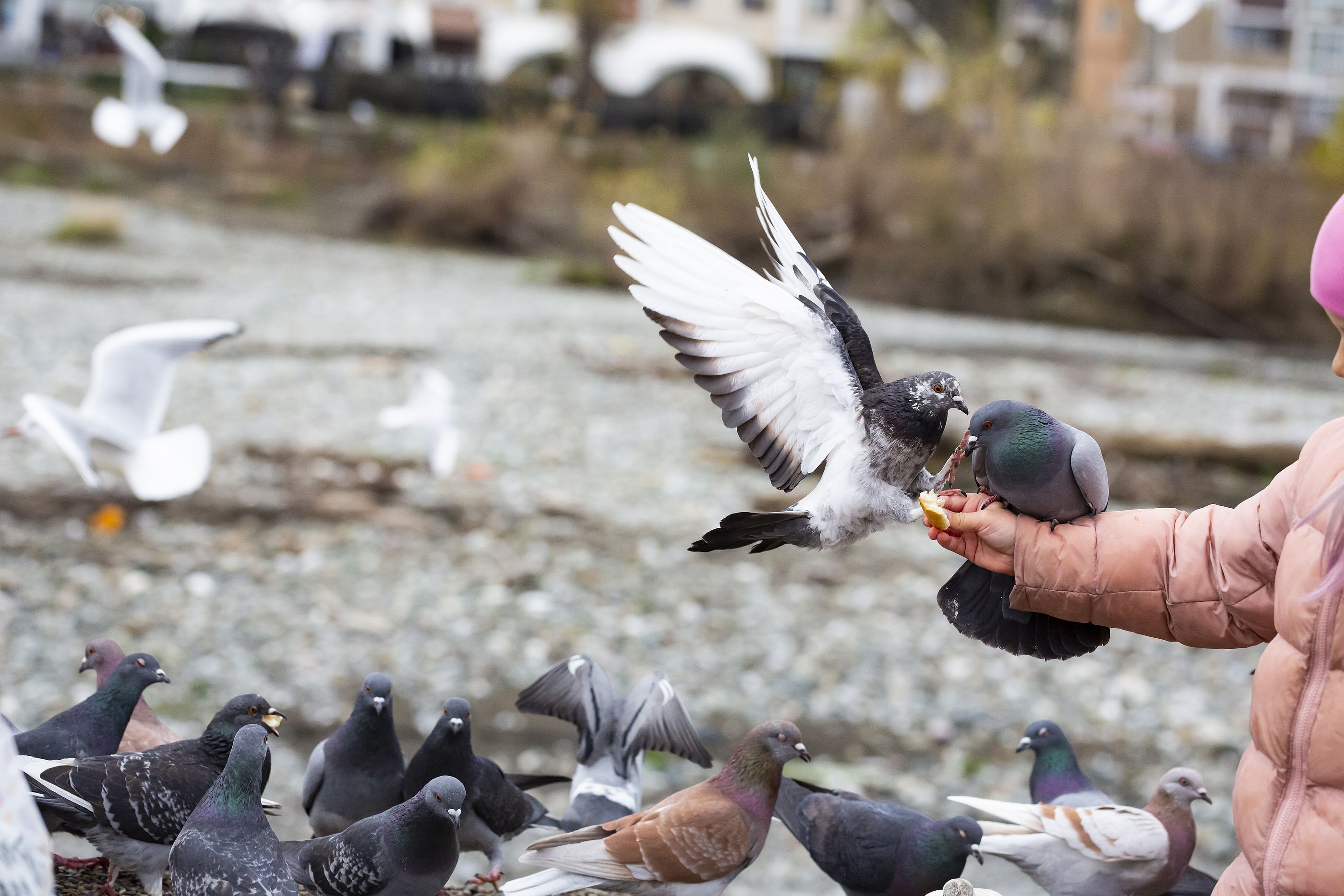 Multa de 1.500 euros por dar de comer a las palomas