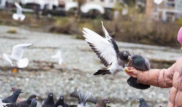 Multa de 1.500 euros por dar de comer a las palomas