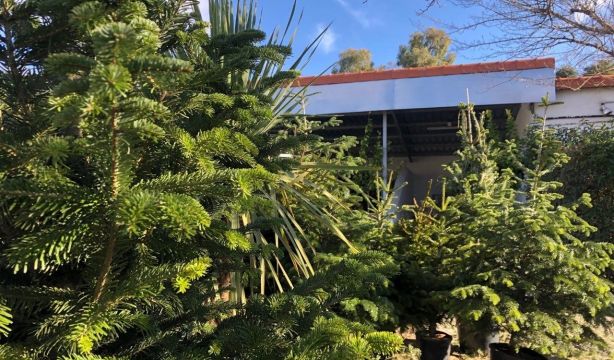 ¿Qué hacer con los abetos naturales tras la Navidad? Madrid les dará una segunda vida