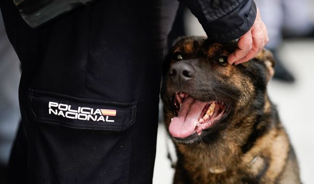 'Adopta un héroe de 4 patas' busca dueño a perros jubilados de los Cuerpos de Seguridad