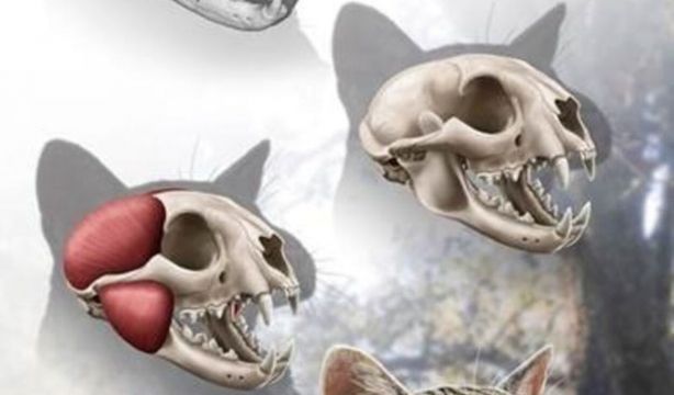 Descubren un nuevo felino que habitó Madrid hace más de 15 millones de años