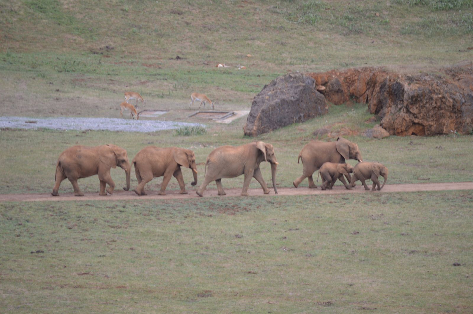 El Parque Natural de Cabárceno, un espacio único para observar especies animales de los cinco continentes