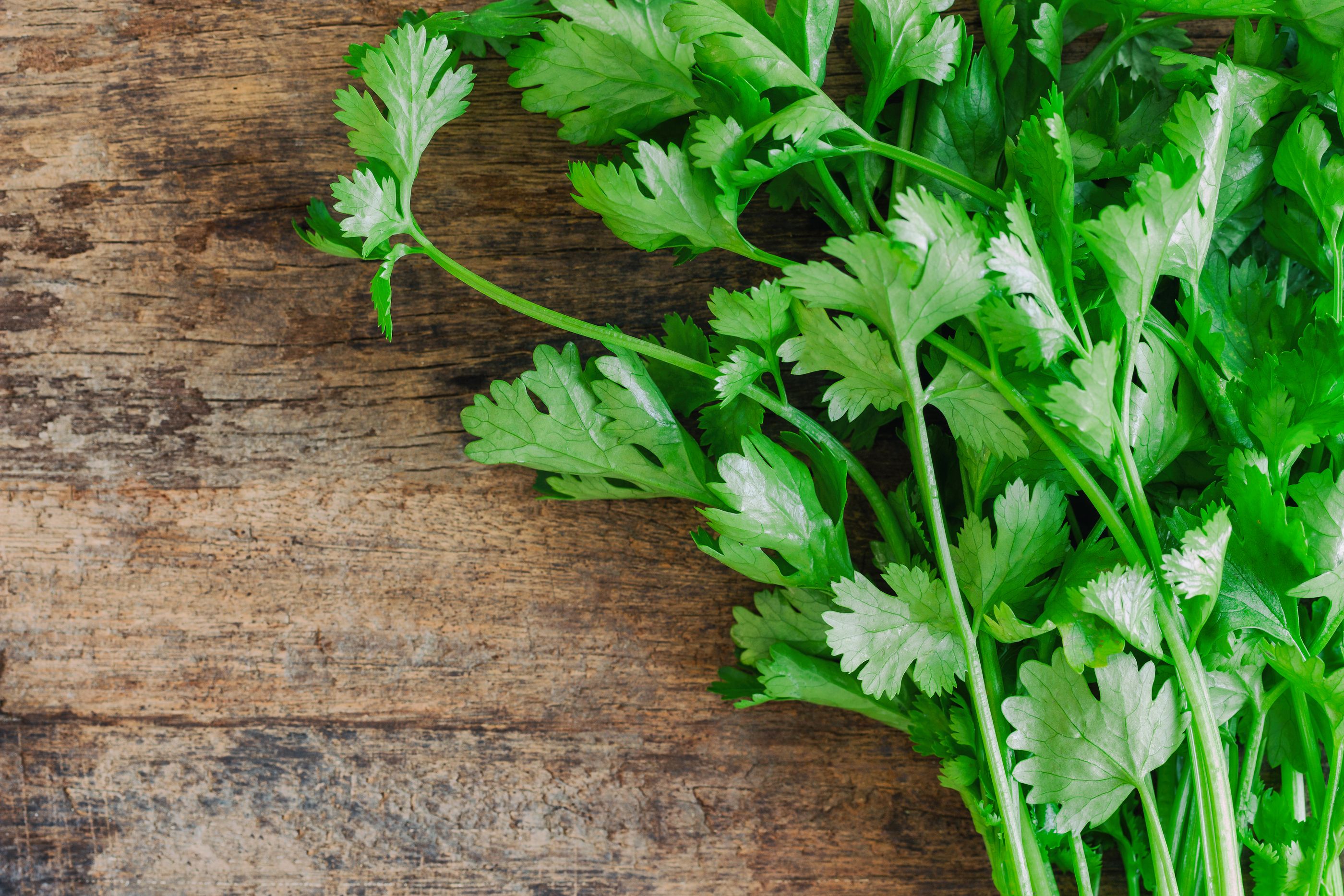 Los efectos terapéuticos del cilantro