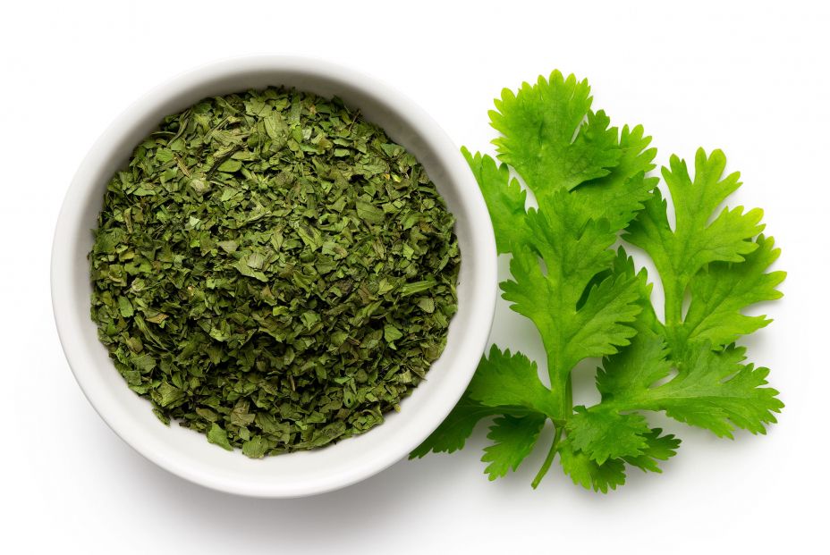 Cilantro2 Cilantro2