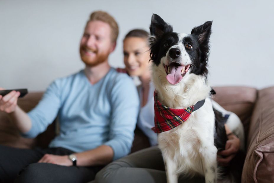 ¿Qué programas de televisión prefieren ver los perros?