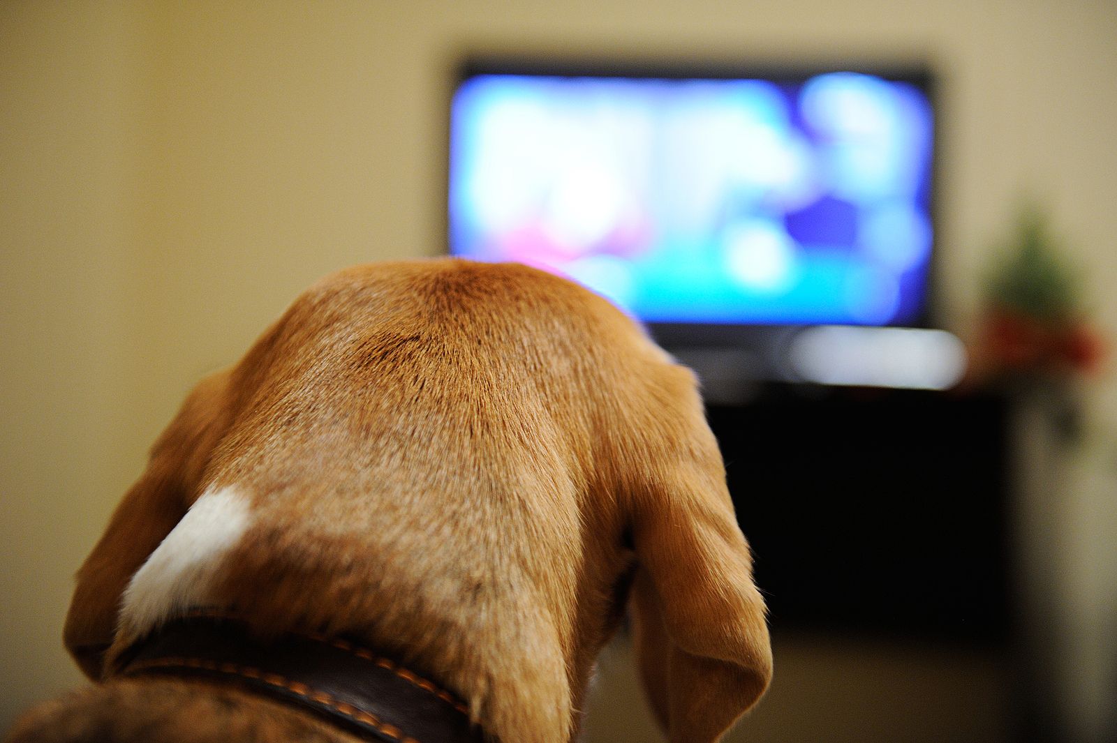 ¿Qué programas de televisión prefieren ver los perros?