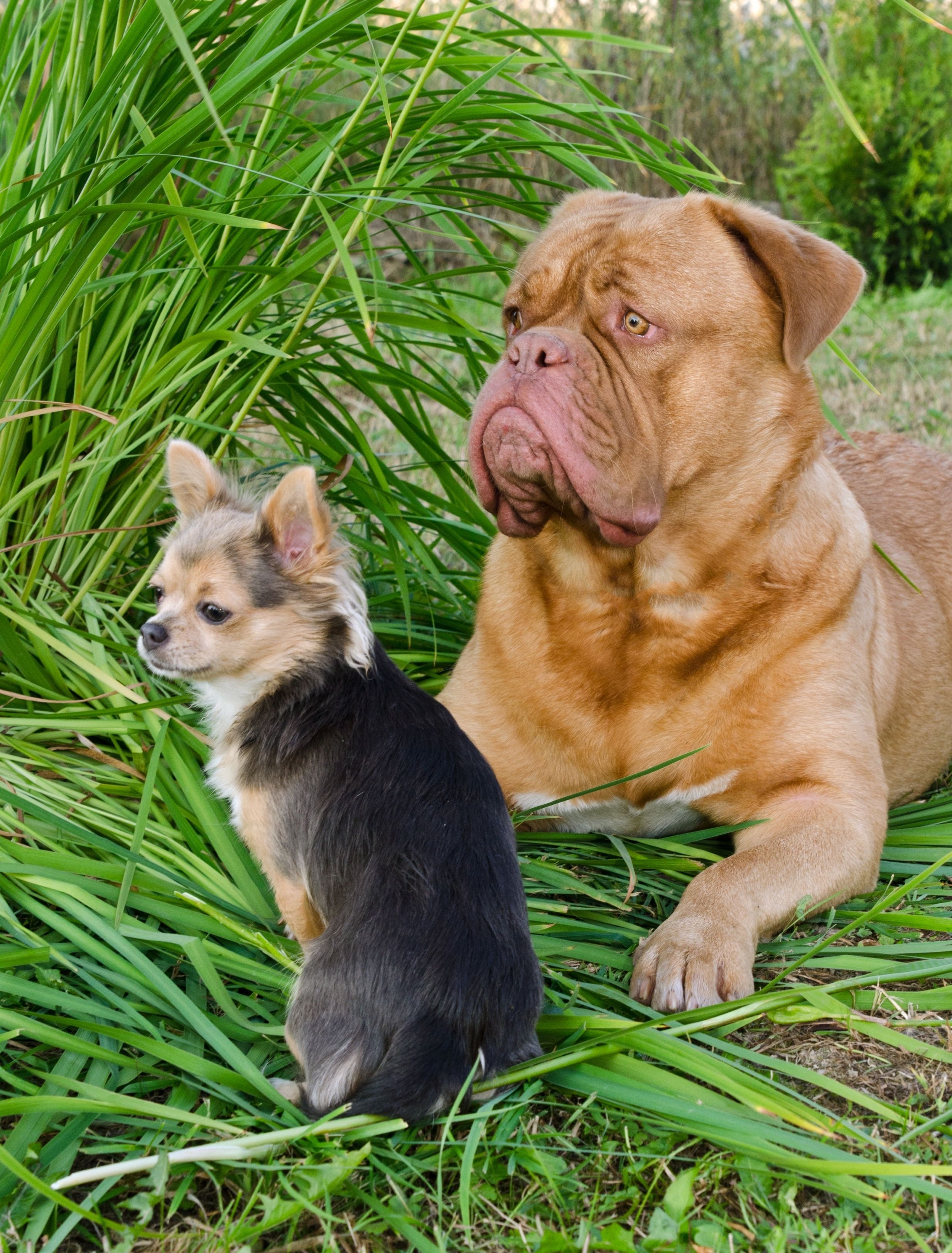 Descubren por qué los perros pequeños viven más tiempo