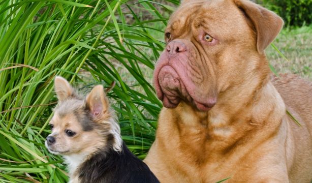 Descubren por qué los perros pequeños viven más tiempo