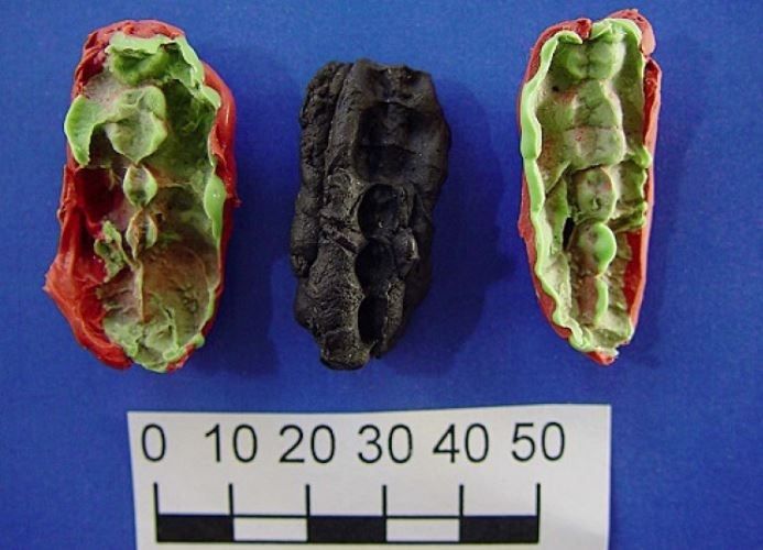 EuropaPress 5698011 moldes plastelina chicles huseby klev yeso captura huellas dientes cada EuropaPress 5698011 moldes plastelina chicles huseby klev yeso captura huellas dientes cada