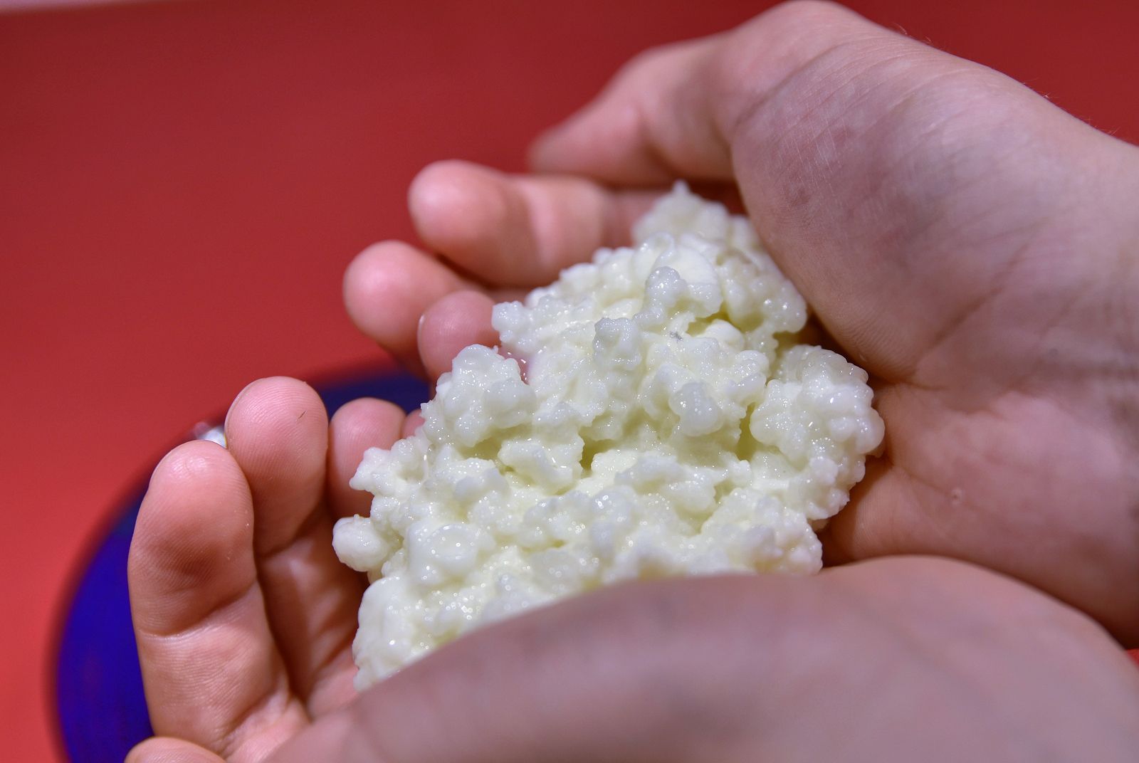 Cómo hacer kéfir 100% casero Cómo hacer kéfir 100% casero