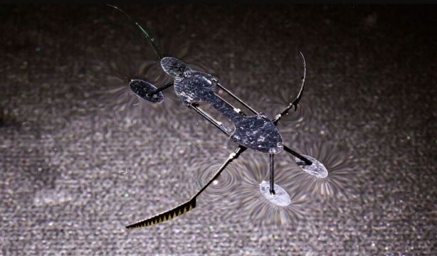 Crean los microrobots más pequeños, ligeros y veloces jamás vistos